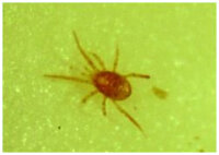 Phytoseiulus, Raubmilben, gegen Spinnmilben, 1000 Stk....
