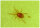 Phytoseiulus, Raubmilben, gegen Spinnmilben, 2000 Stk. auf Vermiculite